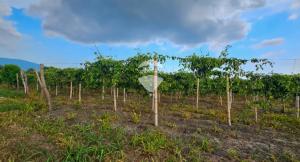 8.6 MANZANAS AGRICOLAS CULTIVADAS EN VENTA EN SAN JUAN OPICO, CERCA DEL REDONDEL CLAUDIA LARS